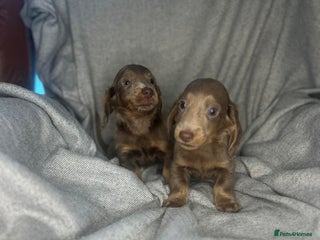Miniature Dachshund dogs Miniature dachshund puppies - Advert 18