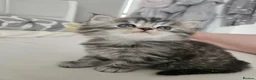 Mixed Breed cats for sale: Male Tuxedo Female Grey Tabby Persian X - Advert 3