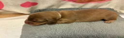 Miniature Dachshund dogs for sale: Long haired Miniature Dachshunds - Advert 8
