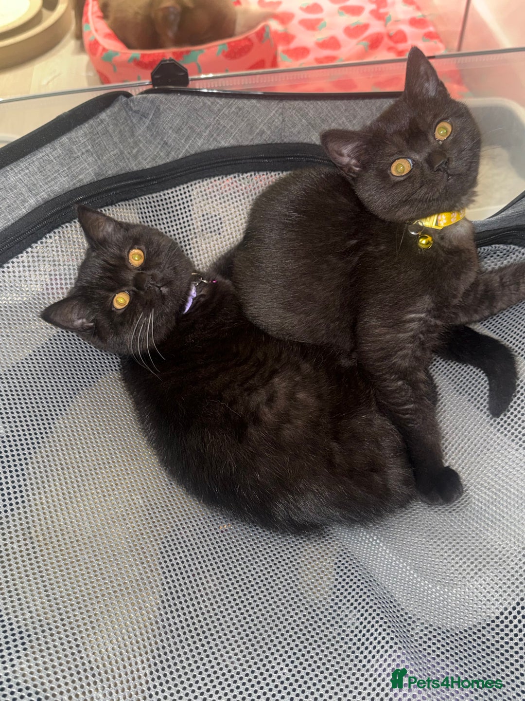 British Shorthair cats for sale: British shorthair STUNNING black kitten - Advert 6