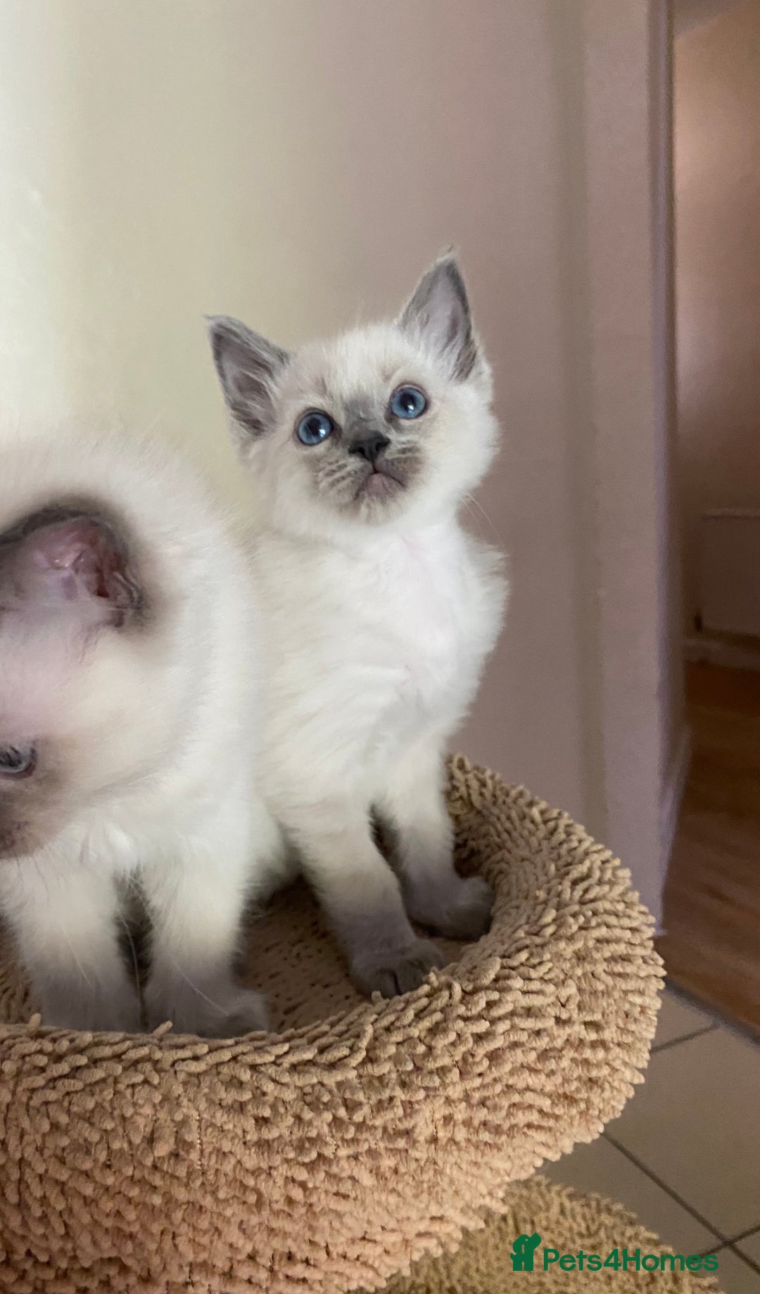 Ragdoll cats for sale: 2 BOYS LEFT . Ready to leave TODAY - Image 25