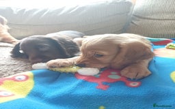 Cocker Spaniel dogs for sale: *Ready now*Stunning working cocker spaniel puppies - Image 5