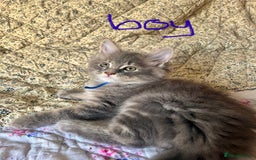 Maine Coon cats for sale: Full Maine Coon Kittens - Image 6