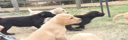 Labrador Retriever dogs for sale: Beautiful Kennel Club Registered Labrador Puppies - Advert 2