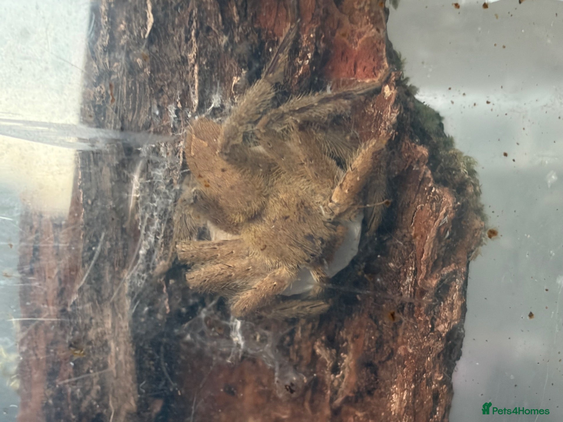 Spiders invertebrates Pingtung huntsman and egg sac - Advert 12