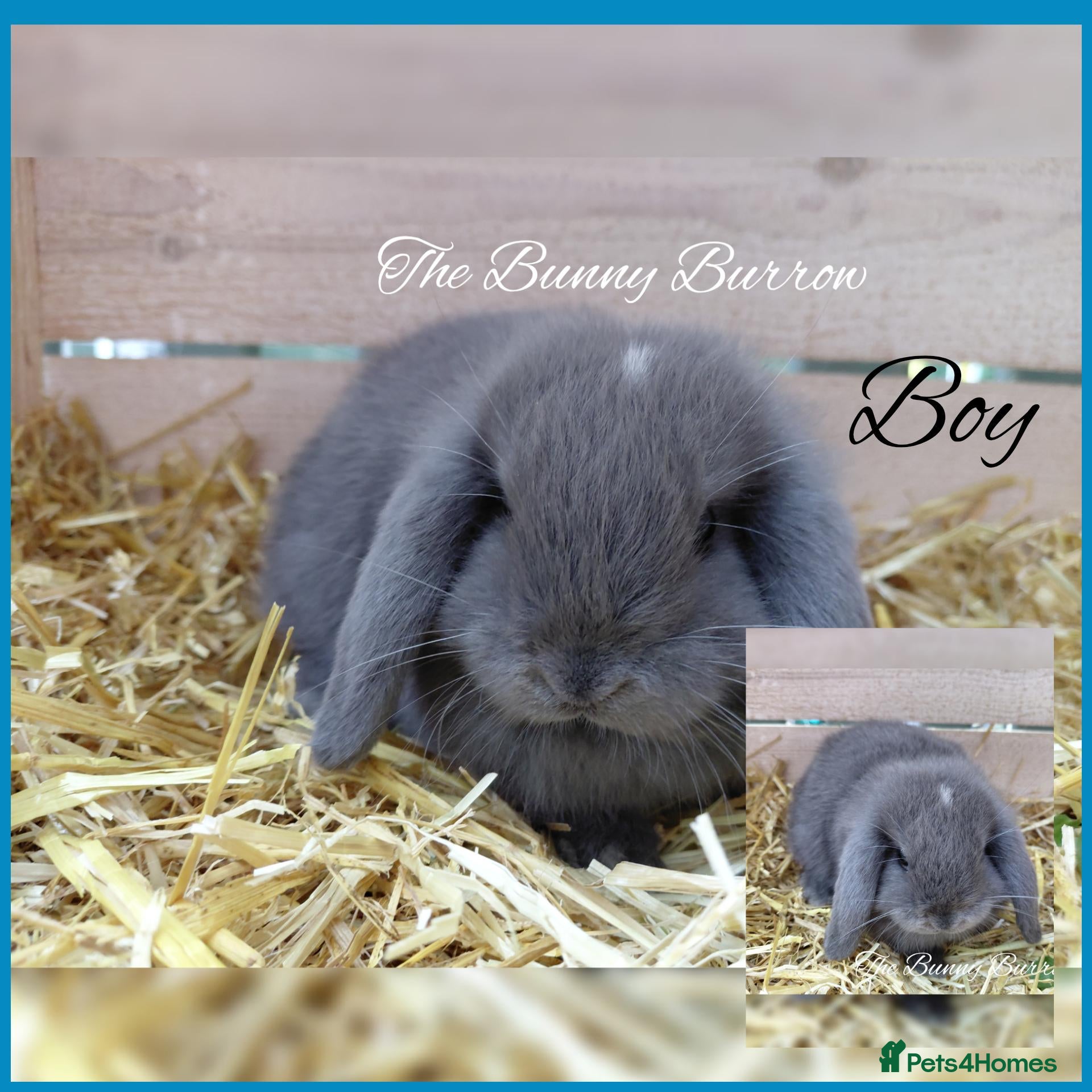 Mini Lop rabbits Mini Lops  - Advert 15
