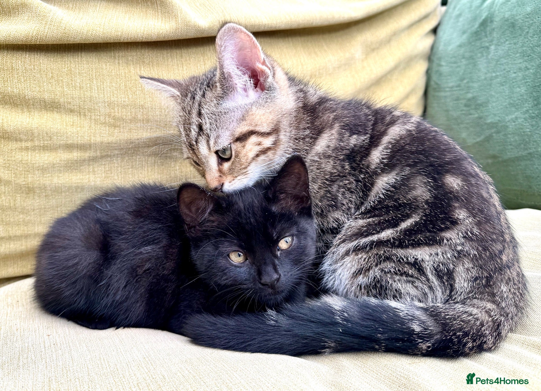 British Shorthair cats British Shorthair kittens PRICE NEGOTIABLE. - Advert 8