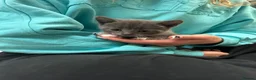 Mixed Breed cats for sale: Korat cross Kittens in Woodbridge - Advert 6