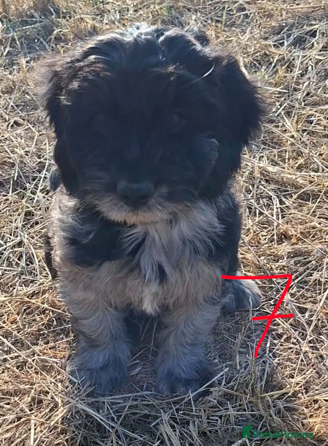 Cockapoo dogs for sale: F1 Cockapoo Pups  - Advert 2