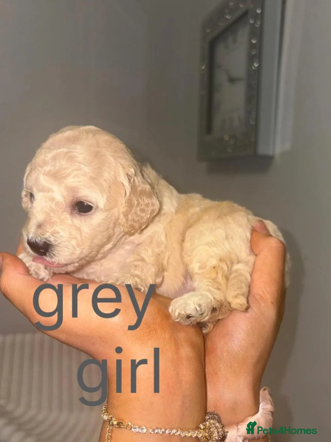 Cavapoochon dogs for sale: *REDUCED*LAST BABY GIRLS LEFT READY TO LEAVE NOW  - Advert 13