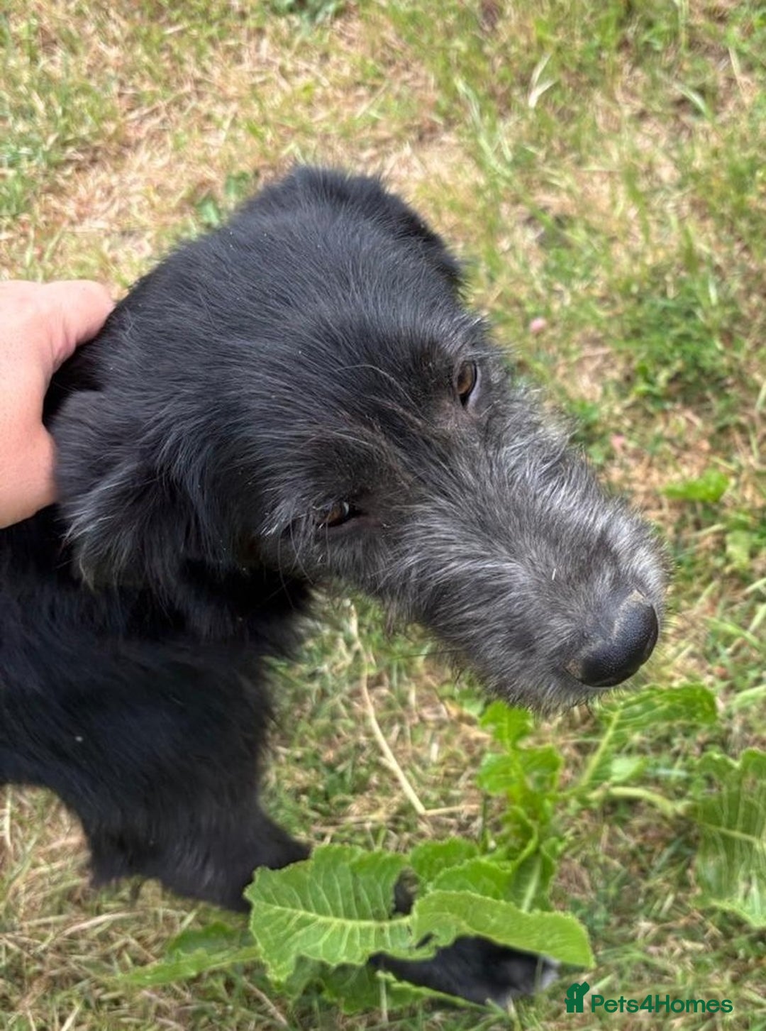 Mixed Breed dogs for adoption: TARMAC - a handsome young boy for a Loving Home - Image 6