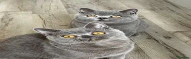 British Shorthair 4 female