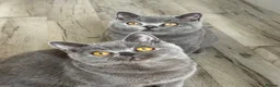 British Shorthair cats for sale: Older BSH kittens looking for their forever home🐾 - Advert 22