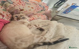Bengal cats for sale: 🪽 Waiting List Open Snow Bengals 🐆🪽 - Image 13