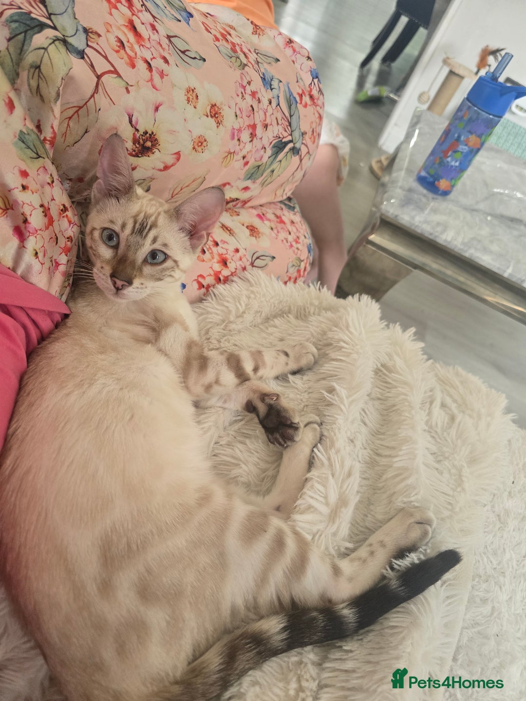 Bengal cats for sale: 🪽 Waiting List Open Snow Bengals 🐆🪽 - Image 13