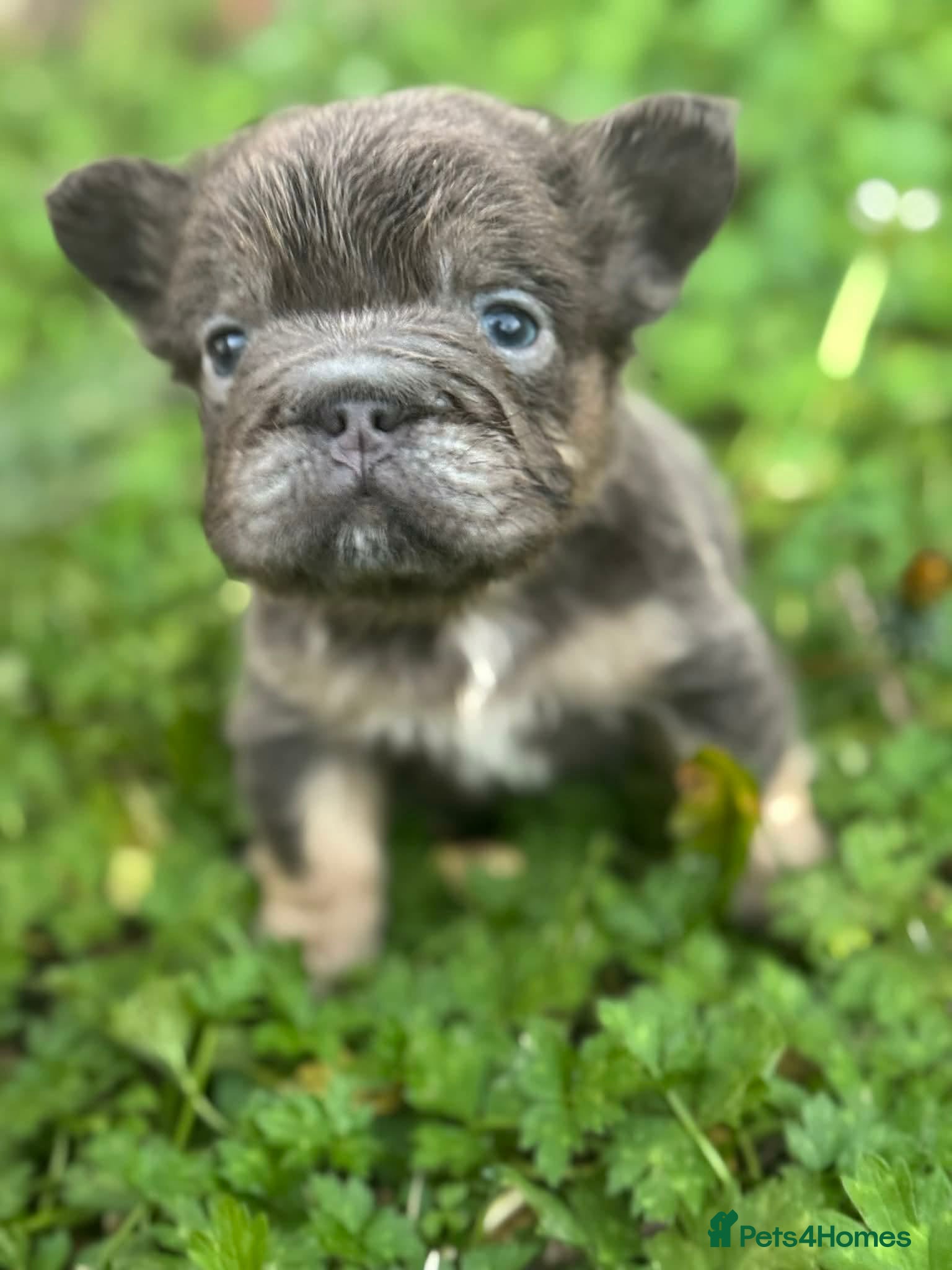 French Bulldog dogs BEAUTIFUL LILAC & TAN FLUFFY GIRL CARRYING TESTABL - Advert 1