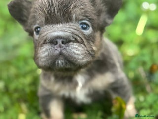 French Bulldog dogs BEAUTIFUL LILAC & TAN FLUFFY GIRL CARRYING TESTABL - Advert 5
