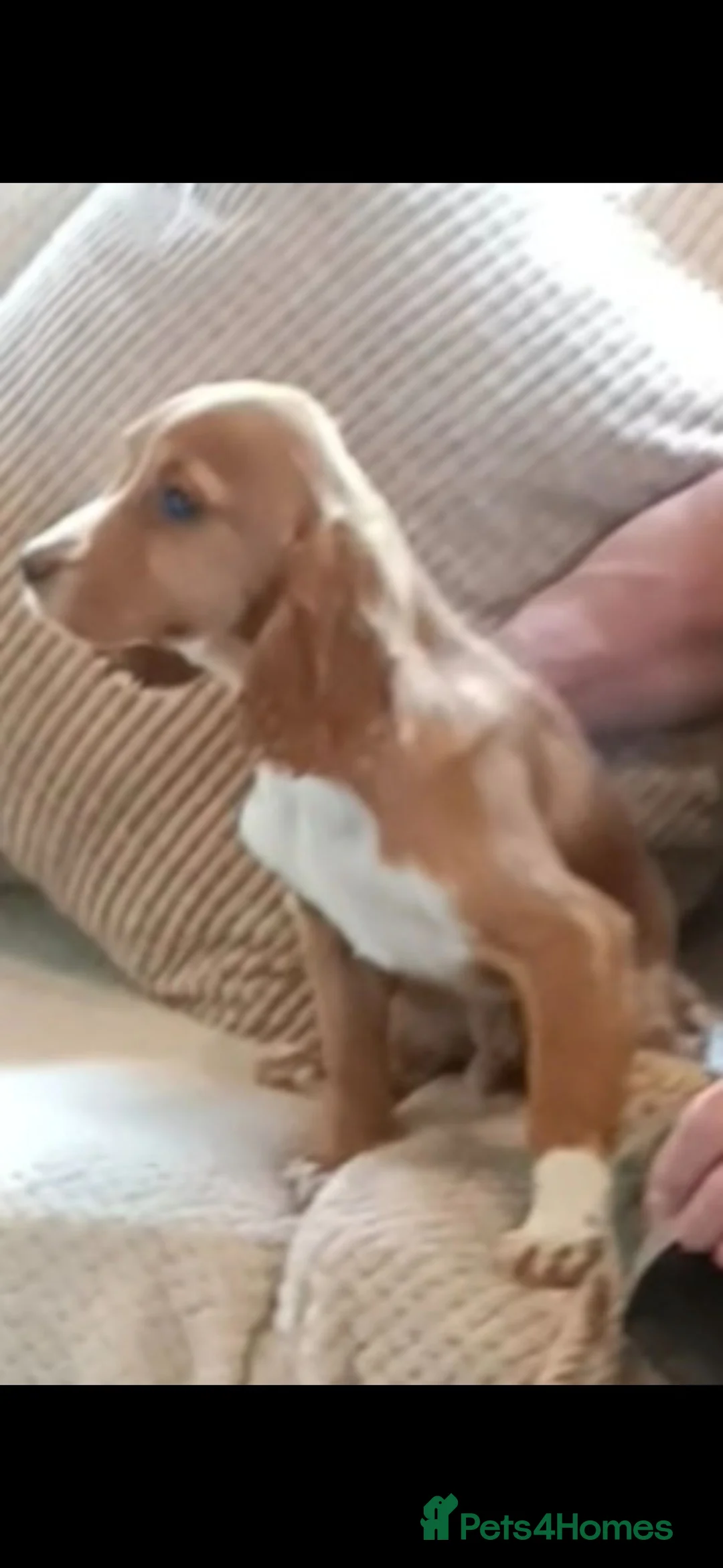 Cocker Spaniel dogs for sale: Cocker Spaniel pups in Houghton le Spring - Advert 11