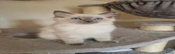 Ragdoll cats for sale: Ragdoll boy - Advert 4