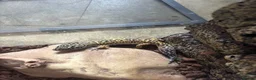 Leopard Gecko reptiles for sale: Leopard gecko for sale ,male  - Advert 2