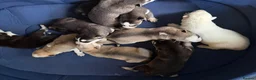 Siberian Husky dogs for sale: Puppies Siberian Husky in London - Advert 14