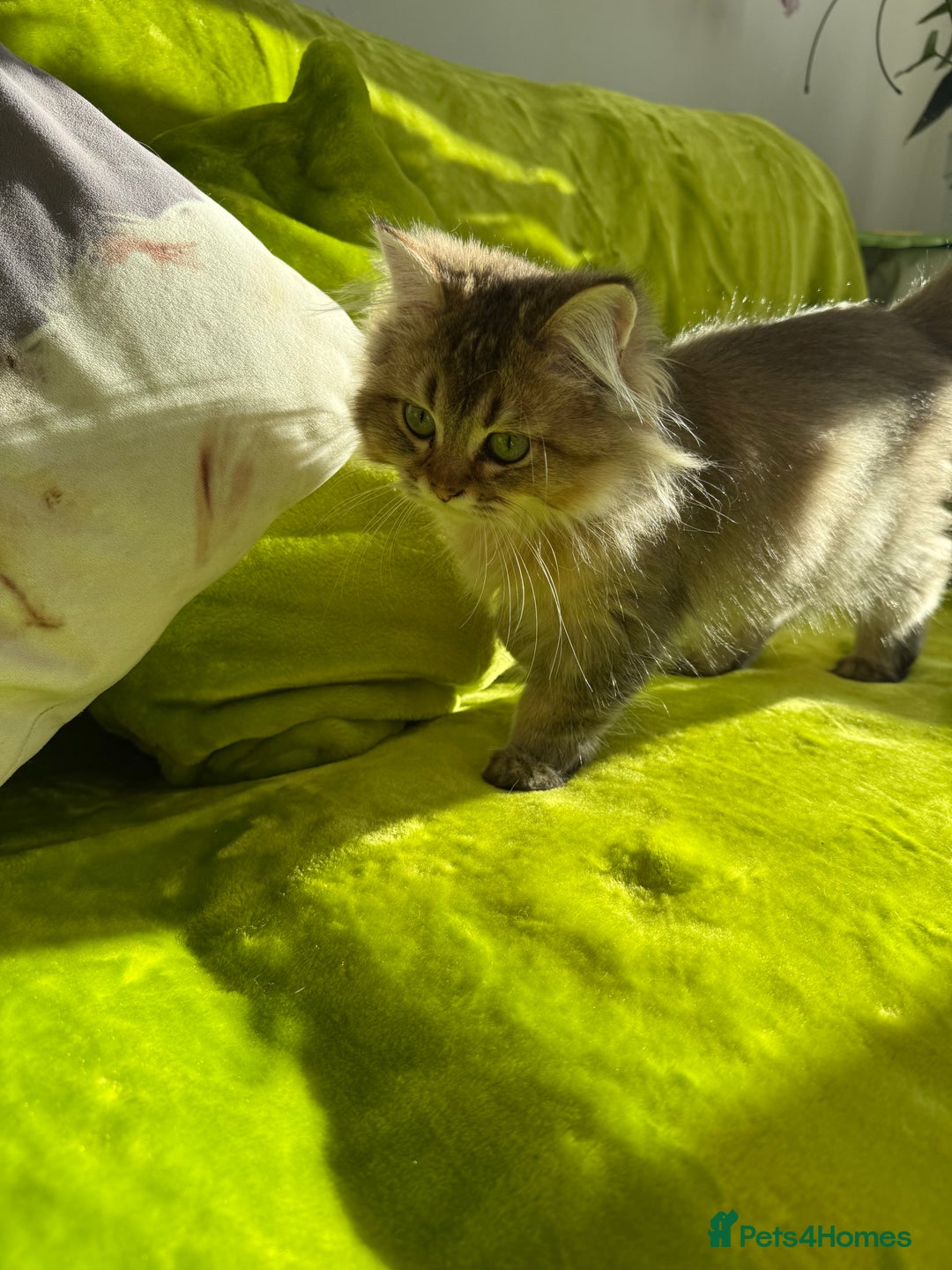 British Longhair cats for sale: Last British Longhair kitten  - Advert 14