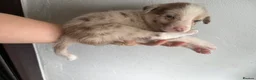 Border Collie dogs for sale: 6 Beautiful Red Merle puppies  - Advert 13