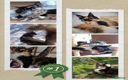 Maine Coon cats for sale: Maine-Coon kittens  - Image 39