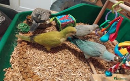 Parrots birds for sale: Hand reared Quaker and Conure chicks - Image 16