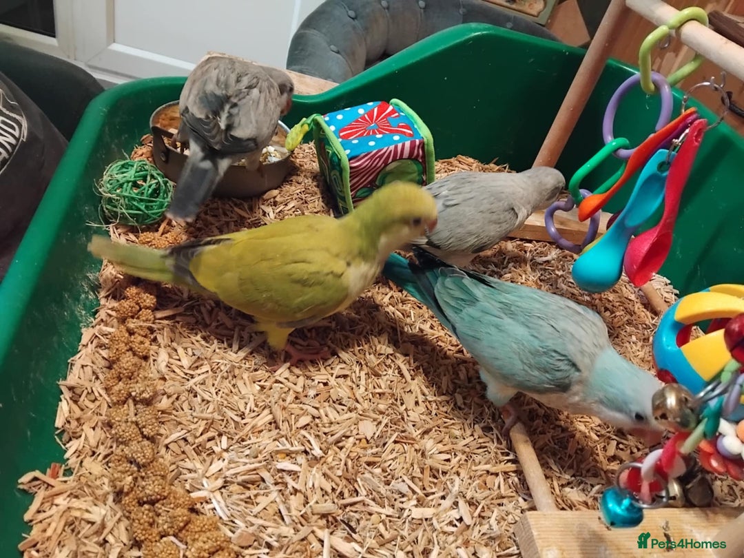 Parrots birds for sale: Hand reared Quaker and Conure chicks - Image 16