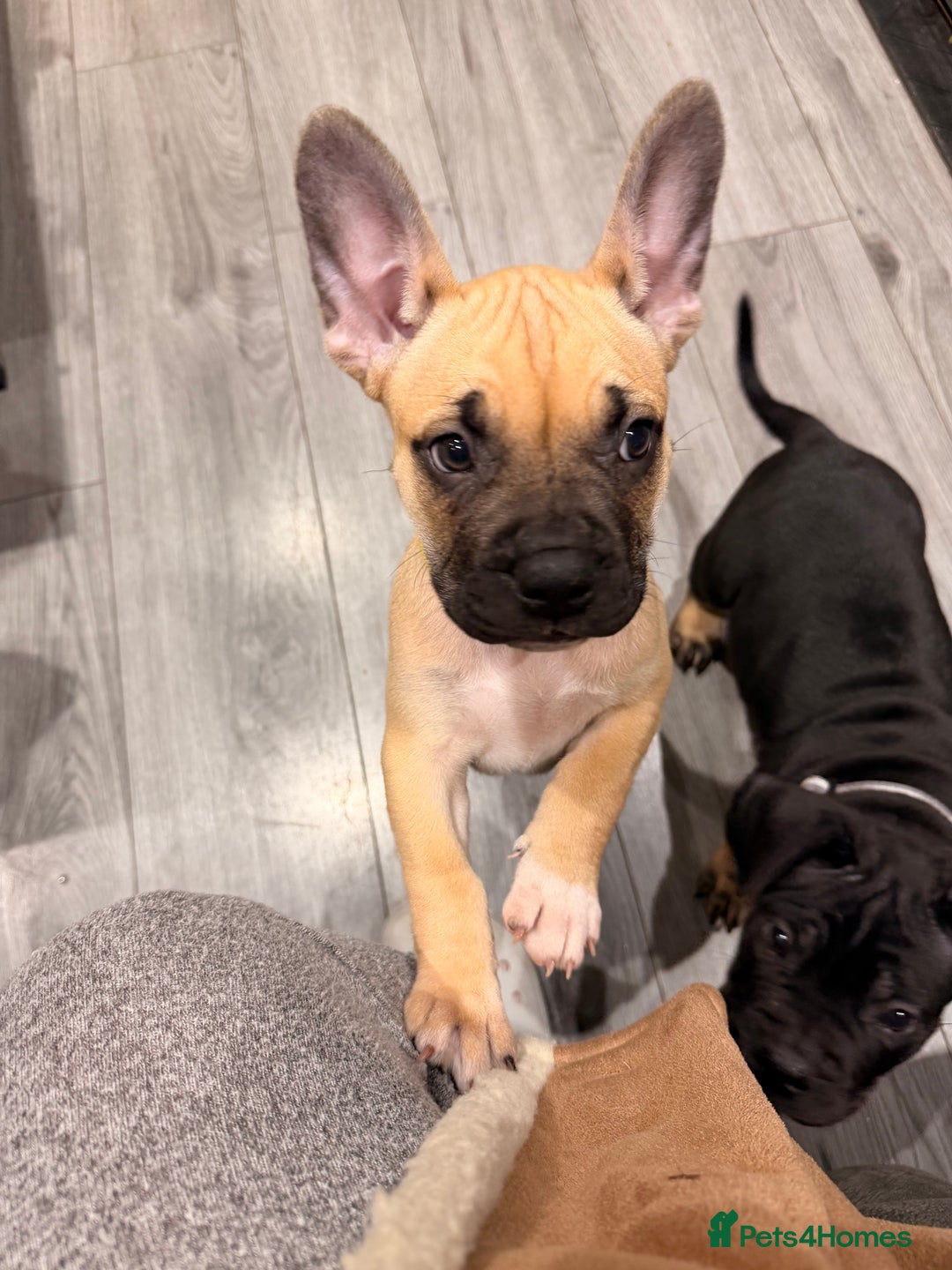 Mixed Breed dogs for sale: American french bully  - Advert 27
