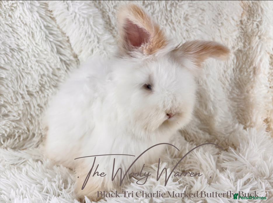 Angora rabbits for sale: Fully Vaccinated Pedigree Angoras - Advert 6