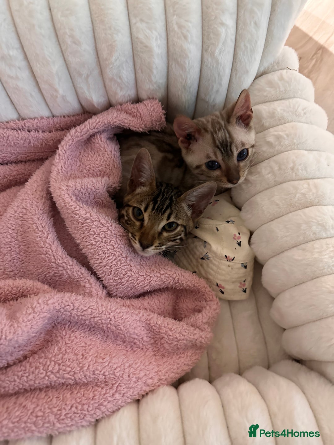 Bengal cats for sale: Brown bengal kitten  - Advert 7