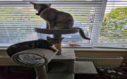 British Shorthair cats for sale: 14 WEEKS BROWN TABBY KITTEN  - Image 1
