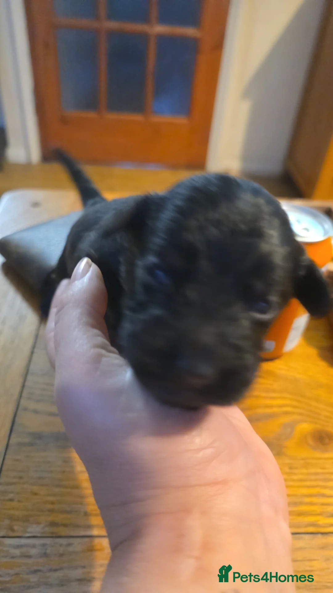 Mixed Breed dogs for sale: Spinger spaniel×german sheppard pups - Advert 2