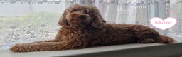 Cockapoo dogs for sale: Cockapoo F1b  Puppies ready to leave  - Advert 6