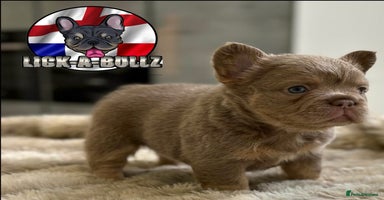 French Bulldog dogs - Advert 11