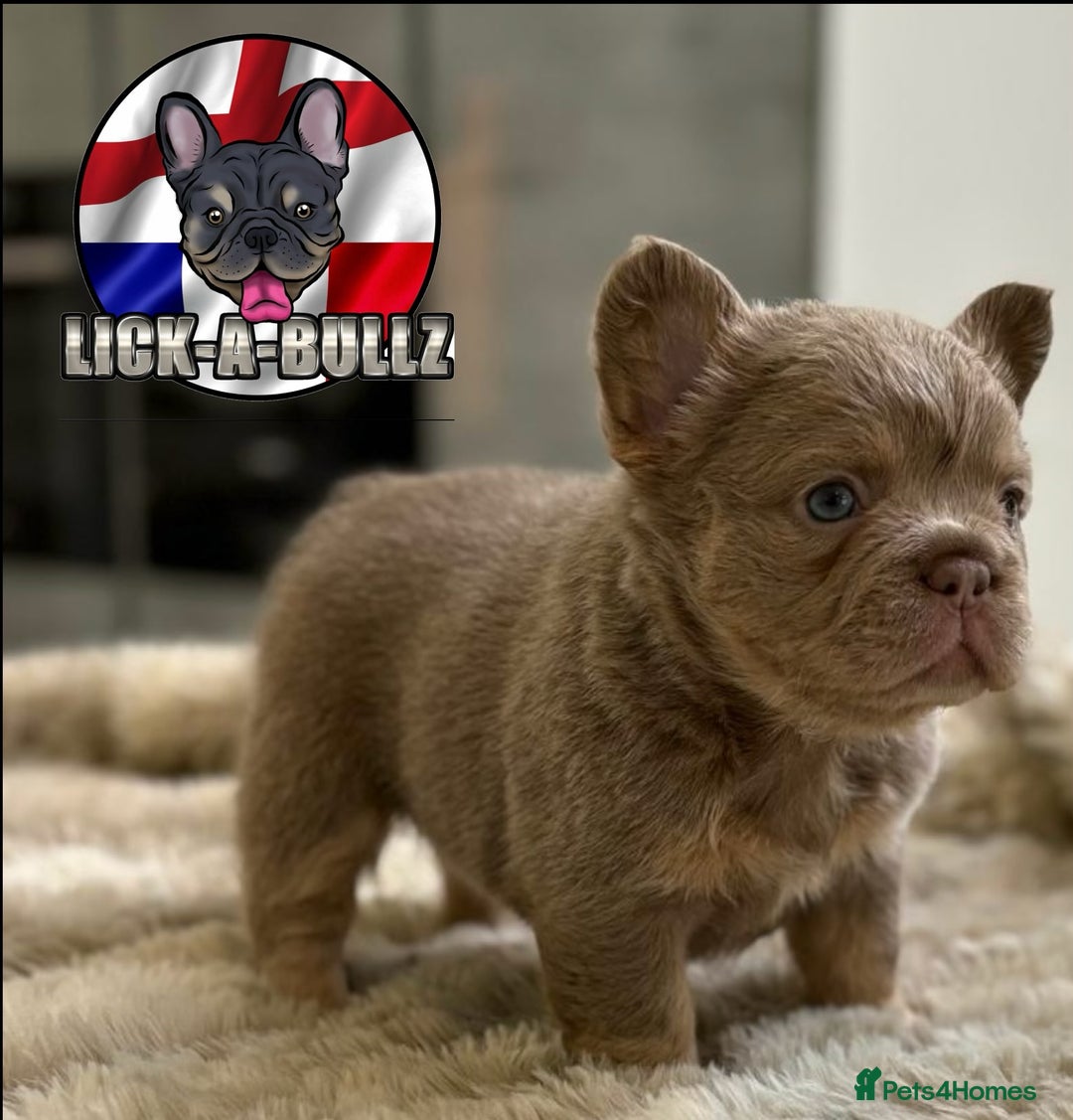 French Bulldog dogs for sale: Exclusive French bulldog puppies  - Image 1