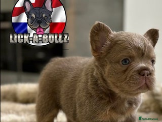French Bulldog dogs - Advert 2