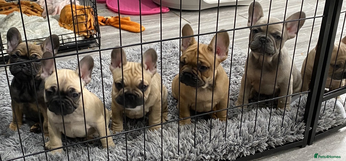 French Bulldog dogs KC Frenchie Puppies Ready for furever homes! 😍 - Advert 7