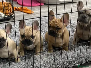 French Bulldog dogs KC Frenchie Puppies Ready for furever homes! 😍 - Advert 7