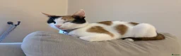 Mixed Breed cats for sale: **SOLD** One Male Kitten - Advert 8