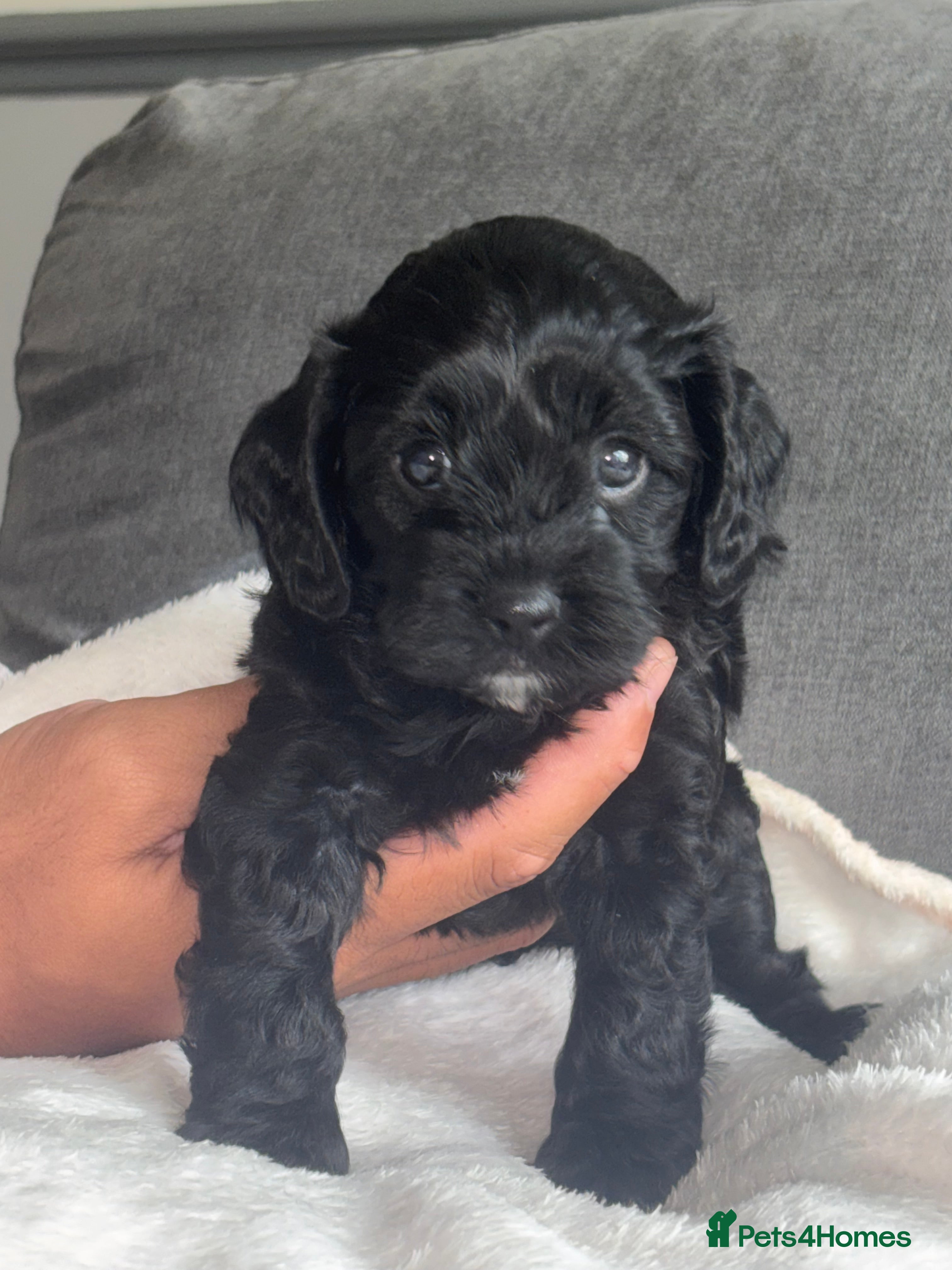 Cavapoo dogs 🌟🌟Beautiful F1 Cavapoo puppies 🌟🌟 - Advert 2