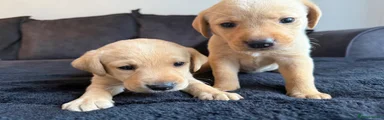 Labrador Retriever 1