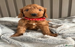 Cockapoo dogs for sale: Health Tested Fox Red Cockapoo  - Image 7