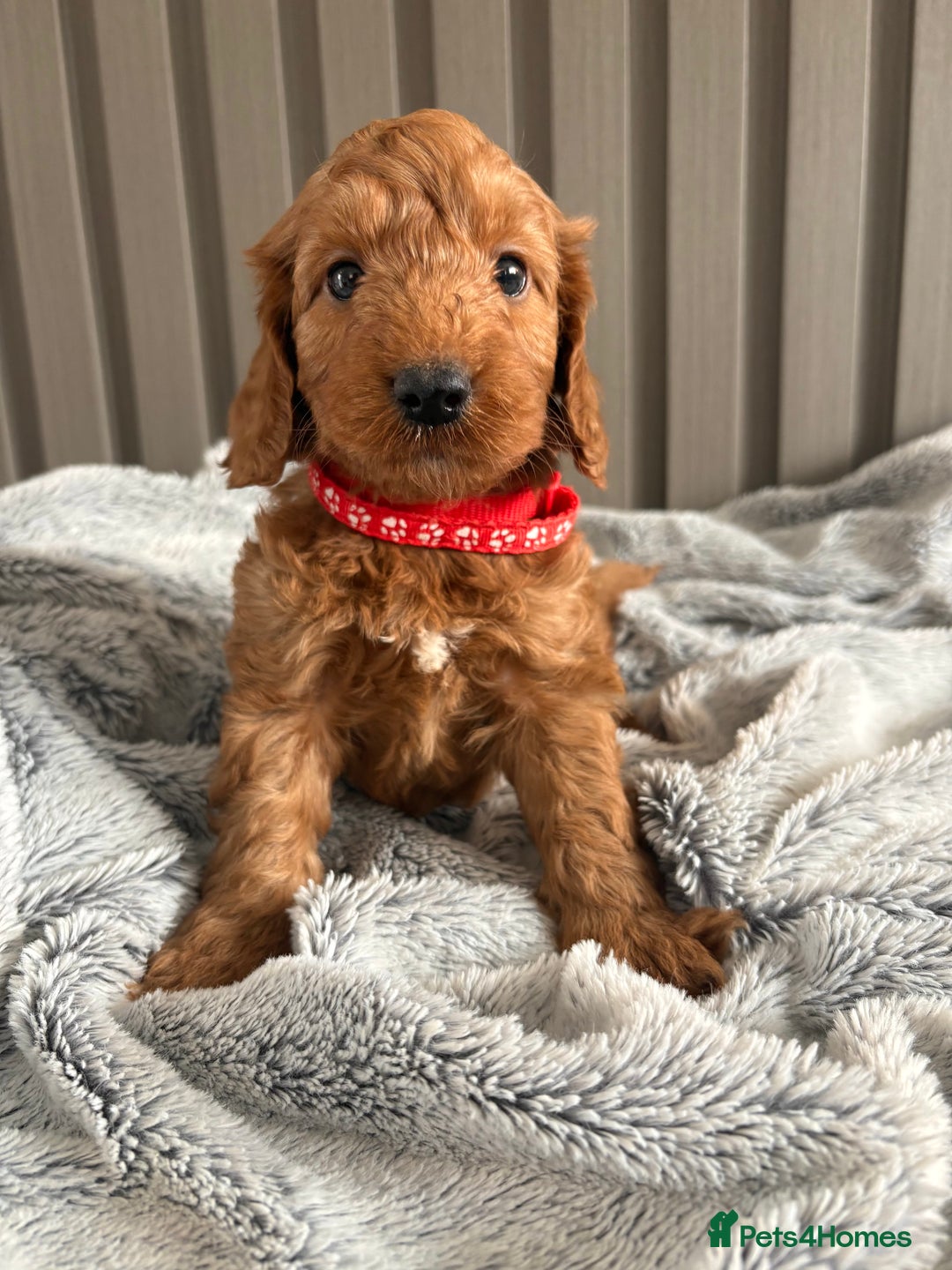 Cockapoo dogs for sale: Health Tested Fox Red Cockapoo  - Image 7