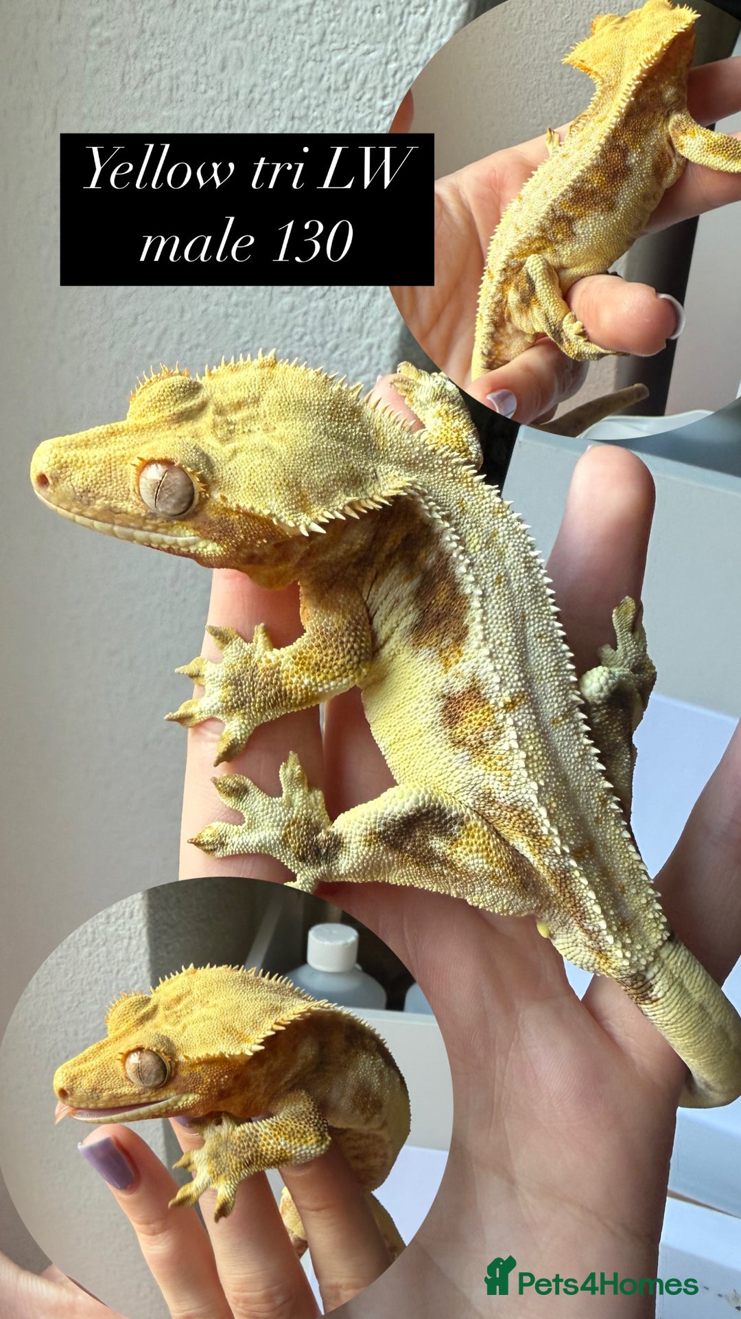 Gecko reptiles for sale: Various Crested geckos available! - Advert 4