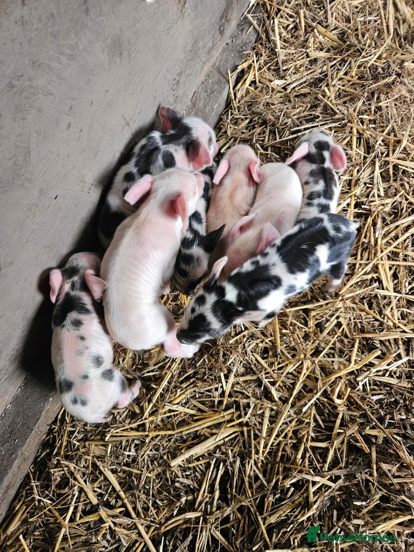 Pig livestock Kunekune full breed piglets  - Advert 1