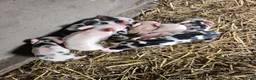 Pig livestock for sale: Kunekune full breed piglets  - Advert 1