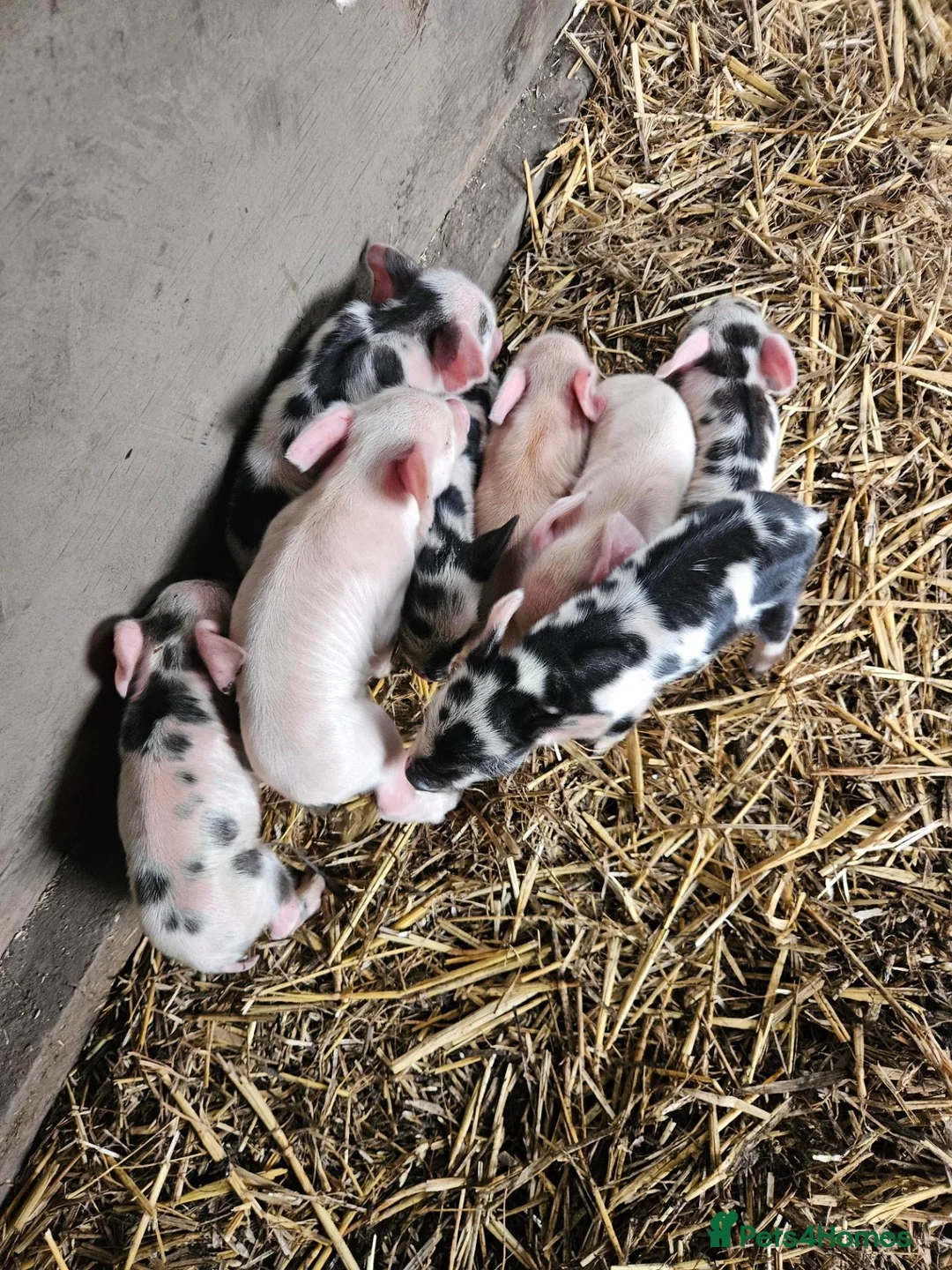 Pig livestock for sale: Kunekune full breed piglets  - Advert 1